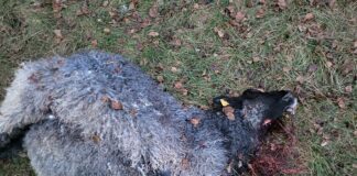 Koda esitas eile peaminister Kristen Michalile pöördumise seoses hundijahi peatamisega