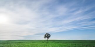 03.12.2024 infopäev “Vahekultuurid mullaviljakuse parandamisel” Pildi allikas: Pixabay