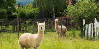 Suu- ja sõrataudi puhang Ungaris – mõju ja meetmed