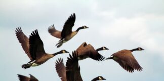 Haneliste heidutusjaht on taas lubatud