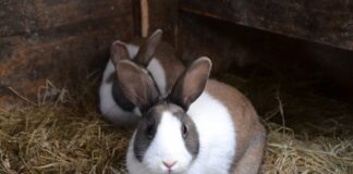 Kutseeksamid 2025. aasta juunis