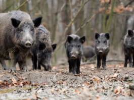 Hea põllumees – aita peatada sigade Aafrika katku levik!