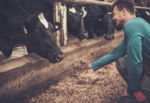 Noored ettevõtjad saavad põllumajandusliku tegevusega alustamiseks toetust taotleda