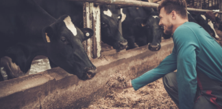 Noored ettevõtjad saavad põllumajandusliku tegevusega alustamiseks toetust taotleda