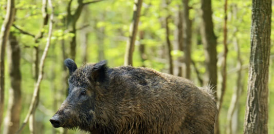 Sigade aafrika katk levib ulatuslikult