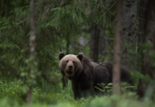 Kohus peatas karujahi