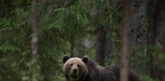 Kohus peatas karujahi