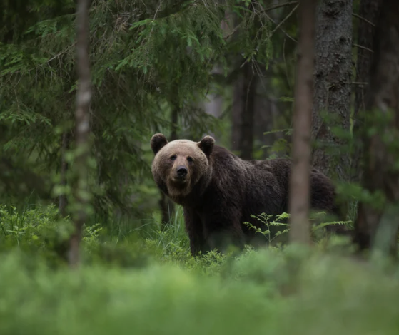 Screenshot 2025-07-30 at 12.33.25