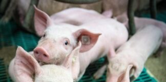 Sealiha meie toidulaual – ohutuse põhimõtted SAKi ajal