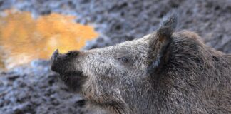 Euroopa Liidu liikmesriigid tegutsevad taudide korral ühtsetel alustel