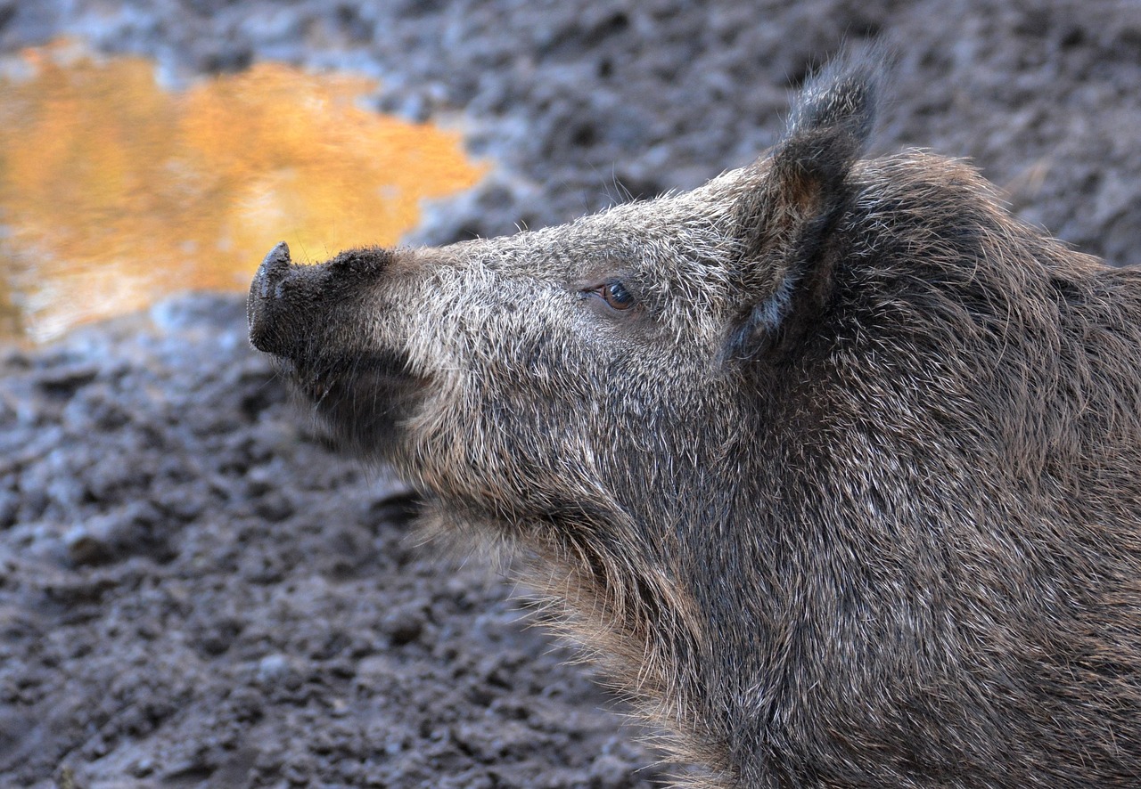 wild-boar-614729_1280